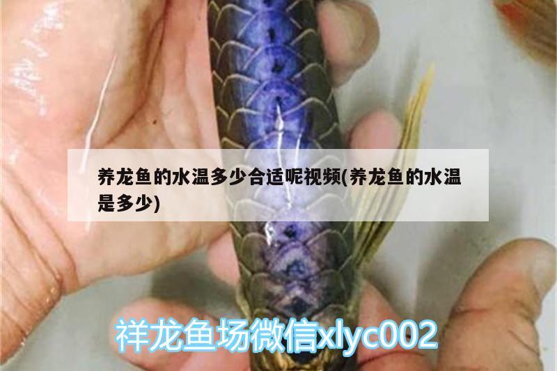 養(yǎng)龍魚的水溫多少合適呢視頻(養(yǎng)龍魚的水溫是多少) 水族燈（魚缸燈）