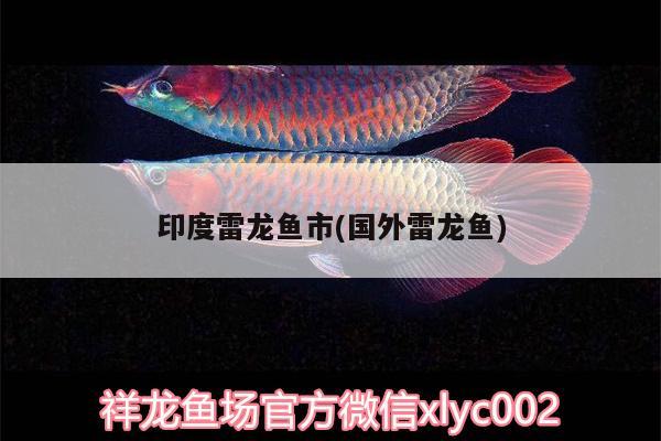 印度雷龍魚市(國外雷龍魚)