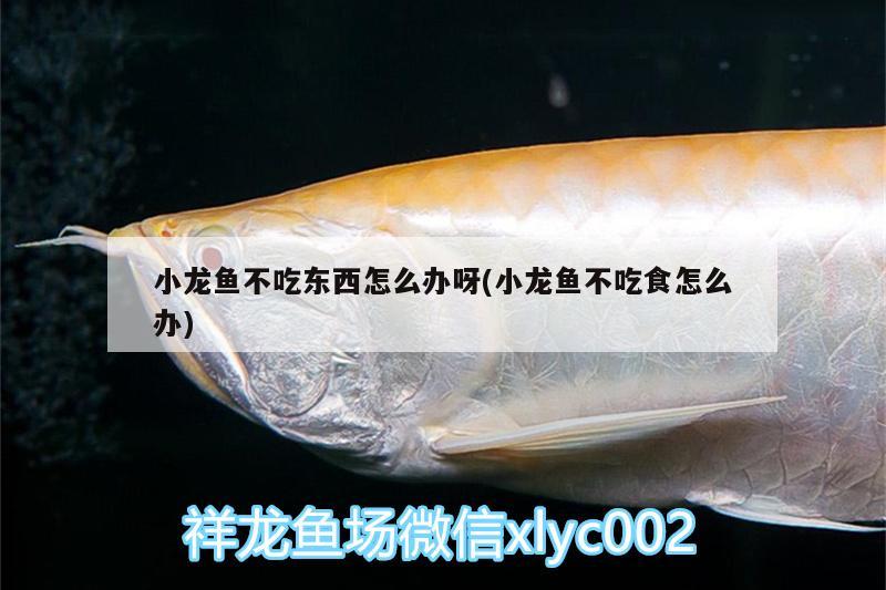 小龍魚不吃東西怎么辦呀(小龍魚不吃食怎么辦)