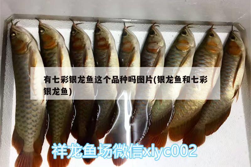 有七彩銀龍魚這個品種嗎圖片(銀龍魚和七彩銀龍魚) 銀龍魚百科