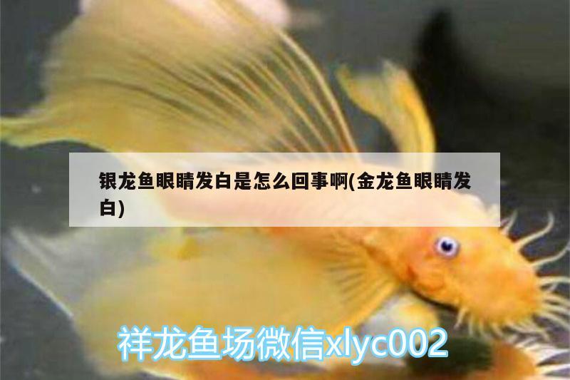 銀龍魚(yú)眼睛發(fā)白是怎么回事啊(金龍魚(yú)眼睛發(fā)白) 銀龍魚(yú)百科