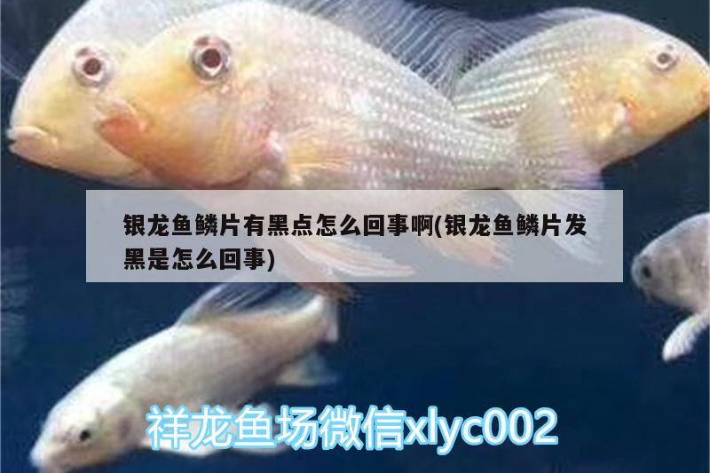 銀龍魚鱗片有黑點怎么回事啊(銀龍魚鱗片發(fā)黑是怎么回事) 銀龍魚百科