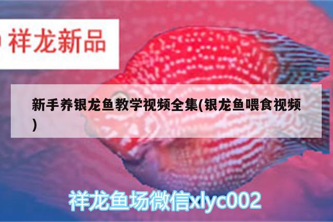 新手養(yǎng)銀龍魚教學(xué)視頻全集(銀龍魚喂食視頻) 銀龍魚