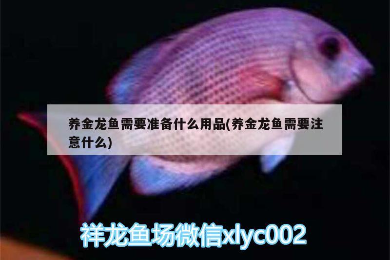 養(yǎng)金龍魚需要準(zhǔn)備什么用品(養(yǎng)金龍魚需要注意什么) 藍(lán)底過背金龍魚