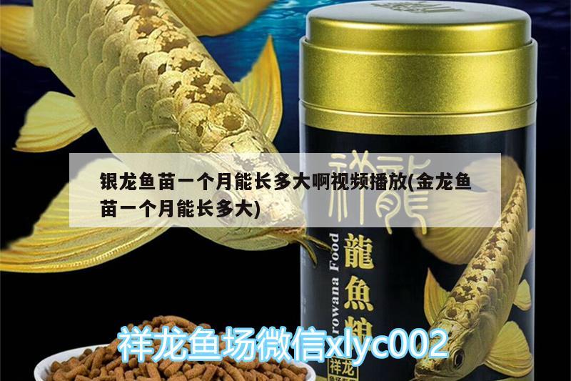 銀龍魚苗一個(gè)月能長多大啊視頻播放(金龍魚苗一個(gè)月能長多大) 銀龍魚百科