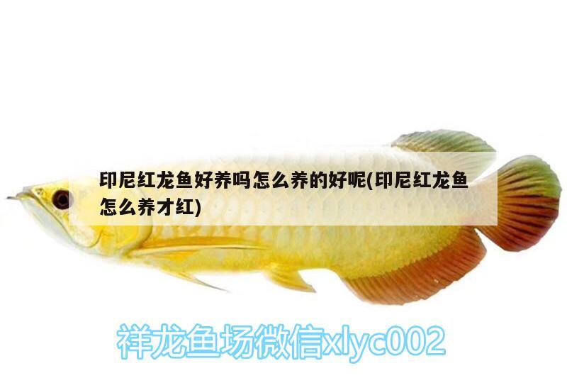 印尼紅龍魚好養(yǎng)嗎怎么養(yǎng)的好呢(印尼紅龍魚怎么養(yǎng)才紅)