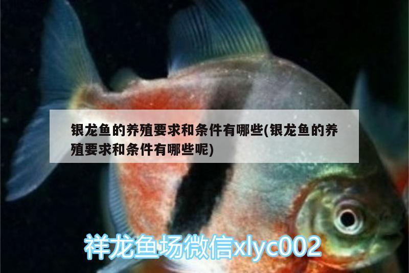 銀龍魚的養(yǎng)殖要求和條件有哪些(銀龍魚的養(yǎng)殖要求和條件有哪些呢)