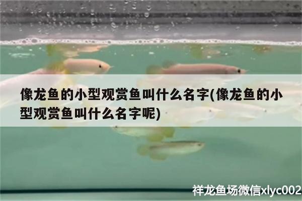 像龍魚的小型觀賞魚叫什么名字(像龍魚的小型觀賞魚叫什么名字呢) 小型觀賞魚