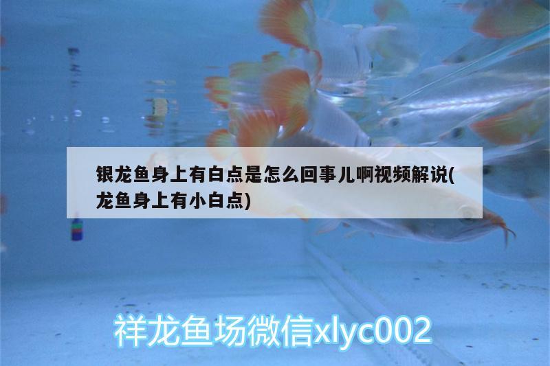 銀龍魚身上有白點是怎么回事兒啊視頻解說(龍魚身上有小白點)