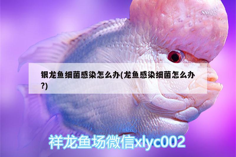 銀龍魚細菌感染怎么辦(龍魚感染細菌怎么辦?) 銀龍魚