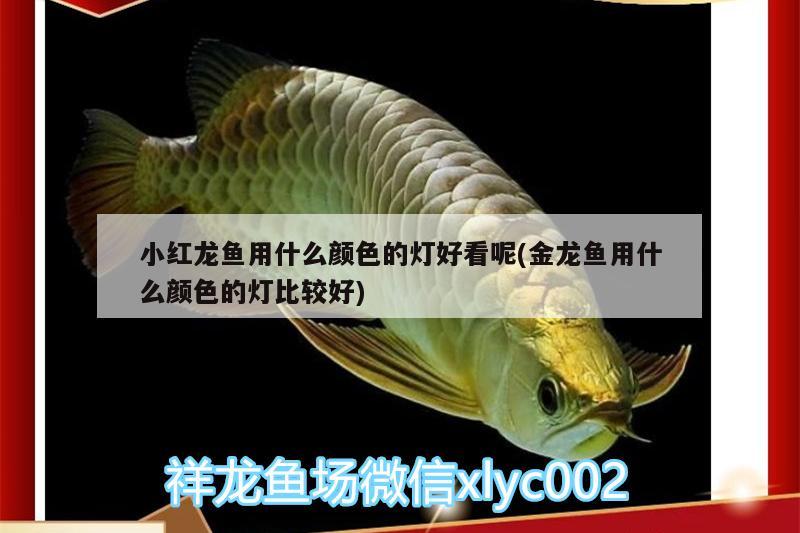 小紅龍魚用什么顏色的燈好看呢(金龍魚用什么顏色的燈比較好)