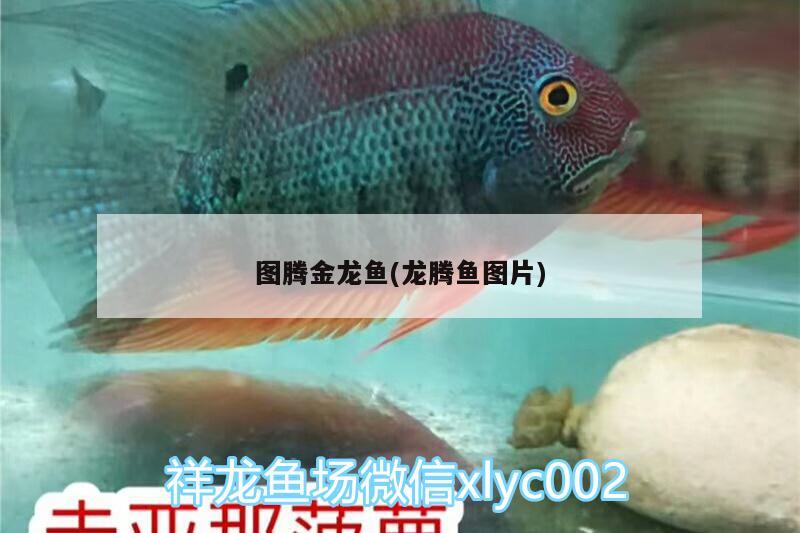 圖騰金龍魚(龍騰魚圖片) 圖騰金龍魚