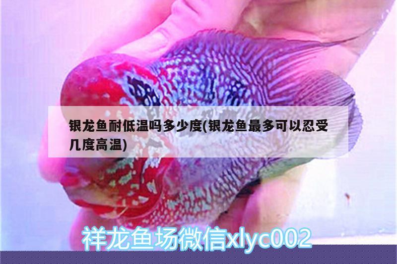 銀龍魚耐低溫嗎多少度(銀龍魚最多可以忍受幾度高溫) 銀龍魚