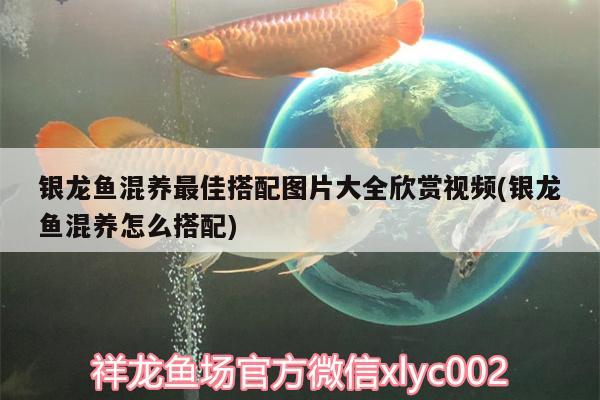 銀龍魚混養(yǎng)最佳搭配圖片大全欣賞視頻(銀龍魚混養(yǎng)怎么搭配)