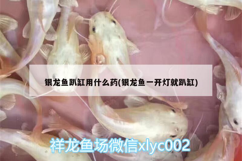 銀龍魚趴缸用什么藥(銀龍魚一開燈就趴缸) 銀龍魚百科