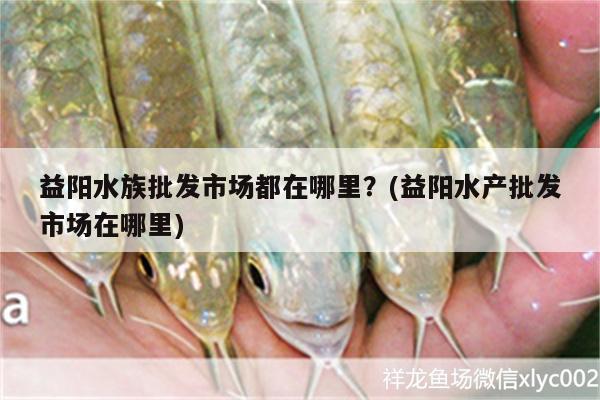 益陽水族批發(fā)市場都在哪里？(益陽水產(chǎn)批發(fā)市場在哪里)