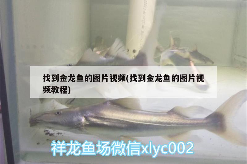 找到金龍魚的圖片視頻(找到金龍魚的圖片視頻教程)