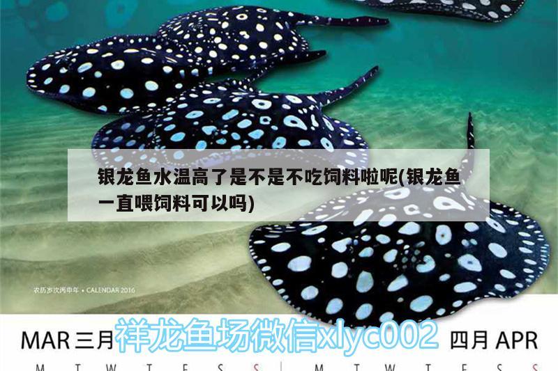 銀龍魚(yú)水溫高了是不是不吃飼料啦呢(銀龍魚(yú)一直喂飼料可以嗎)