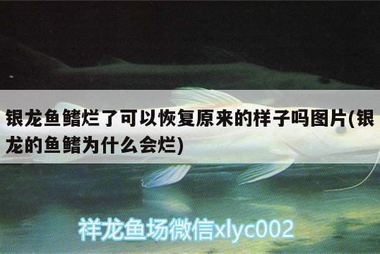 銀龍魚(yú)鰭爛了可以恢復(fù)原來(lái)的樣子嗎圖片(銀龍的魚(yú)鰭為什么會(huì)爛)