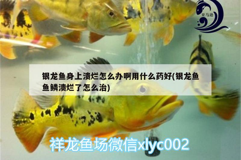 銀龍魚身上潰爛怎么辦啊用什么藥好(銀龍魚魚鱗潰爛了怎么治) 銀龍魚百科