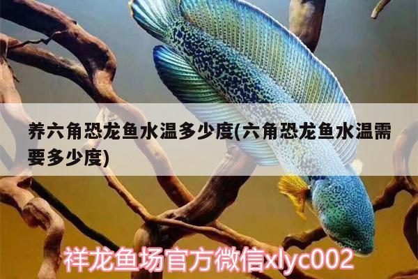 養(yǎng)六角恐龍魚水溫多少度(六角恐龍魚水溫需要多少度) 招財(cái)戰(zhàn)船魚