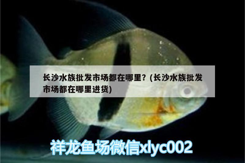 長(zhǎng)沙水族批發(fā)市場(chǎng)都在哪里？(長(zhǎng)沙水族批發(fā)市場(chǎng)都在哪里進(jìn)貨) 觀賞魚水族批發(fā)市場(chǎng)