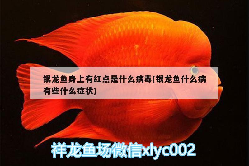 銀龍魚身上有紅點(diǎn)是什么病毒(銀龍魚什么病有些什么癥狀)