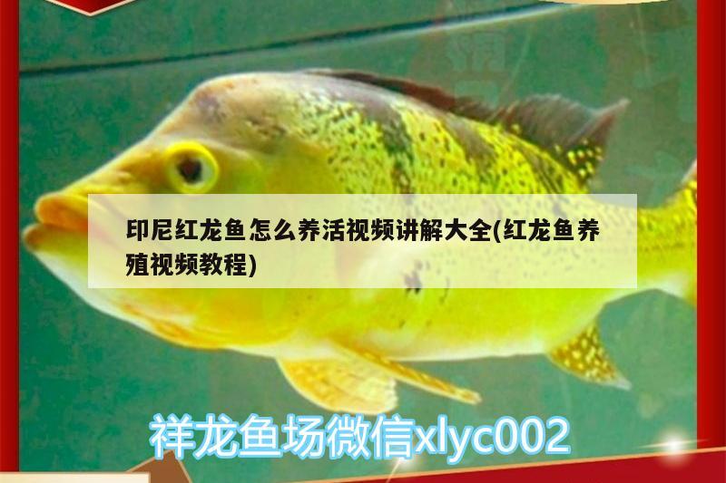 印尼紅龍魚怎么養(yǎng)活視頻講解大全(紅龍魚養(yǎng)殖視頻教程) 紅龍魚百科