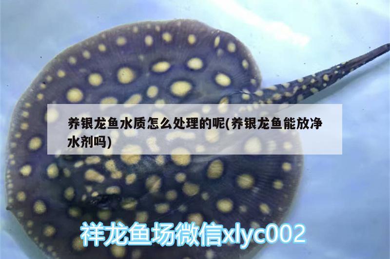 養(yǎng)銀龍魚水質(zhì)怎么處理的呢(養(yǎng)銀龍魚能放凈水劑嗎)