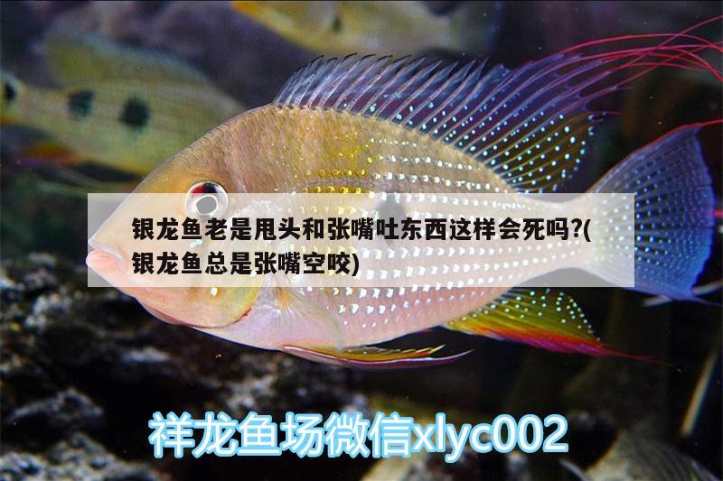 銀龍魚老是甩頭和張嘴吐東西這樣會(huì)死嗎?(銀龍魚總是張嘴空咬) 銀龍魚