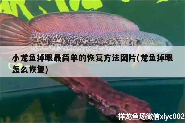 小龍魚掉眼最簡單的恢復方法圖片(龍魚掉眼怎么恢復)