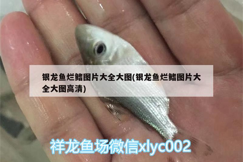 銀龍魚爛鰭圖片大全大圖(銀龍魚爛鰭圖片大全大圖高清)