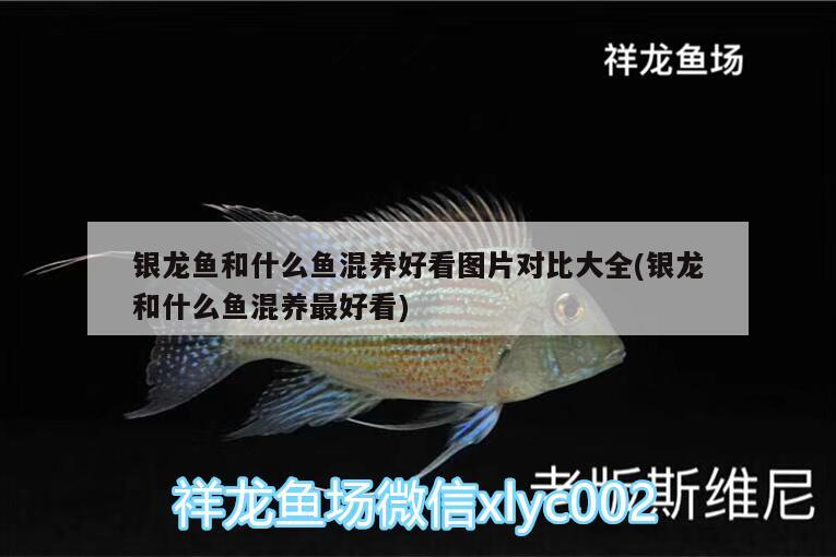 銀龍魚和什么魚混養(yǎng)好看圖片對比大全(銀龍和什么魚混養(yǎng)最好看)