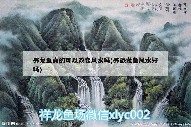 養(yǎng)龍魚(yú)真的可以改變風(fēng)水嗎(養(yǎng)恐龍魚(yú)風(fēng)水好嗎) 魚(yú)缸風(fēng)水