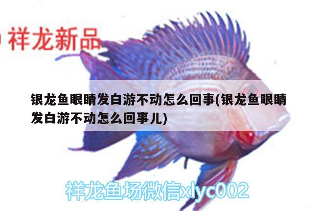 銀龍魚眼睛發(fā)白游不動怎么回事(銀龍魚眼睛發(fā)白游不動怎么回事兒) 銀龍魚