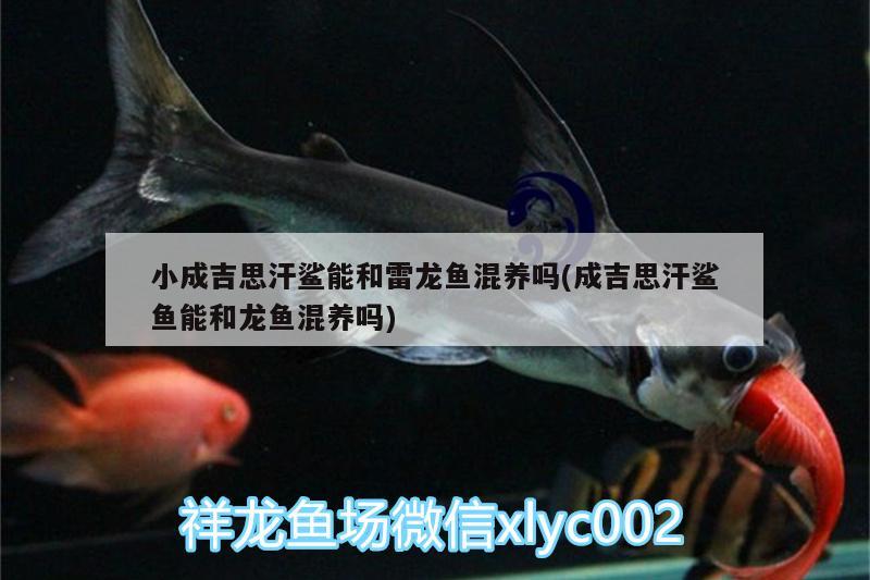 小成吉思汗鯊能和雷龍魚混養(yǎng)嗎(成吉思汗鯊魚能和龍魚混養(yǎng)嗎) 成吉思汗鯊（球鯊）魚