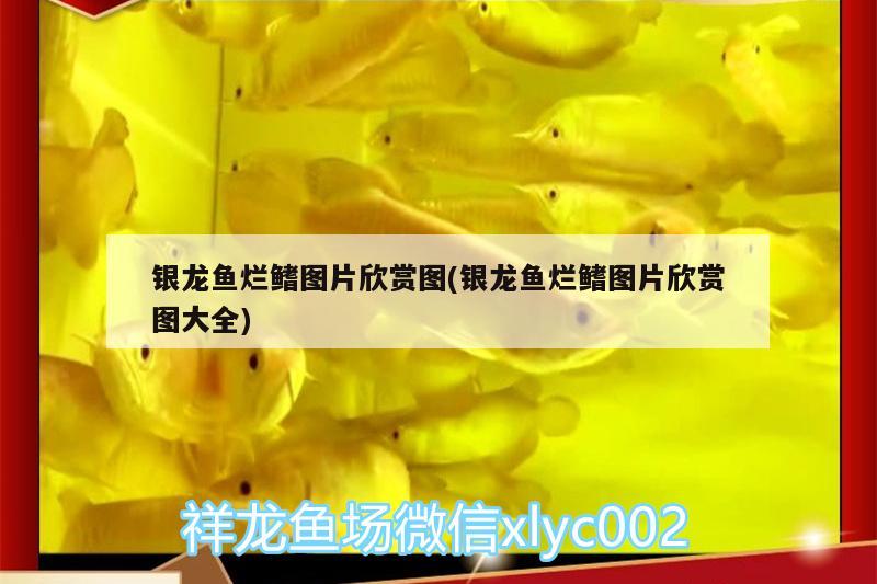 銀龍魚爛鰭圖片欣賞圖(銀龍魚爛鰭圖片欣賞圖大全) 銀龍魚百科