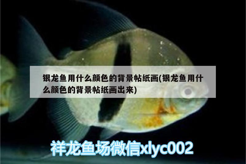 銀龍魚用什么顏色的背景帖紙畫(銀龍魚用什么顏色的背景帖紙畫出來)