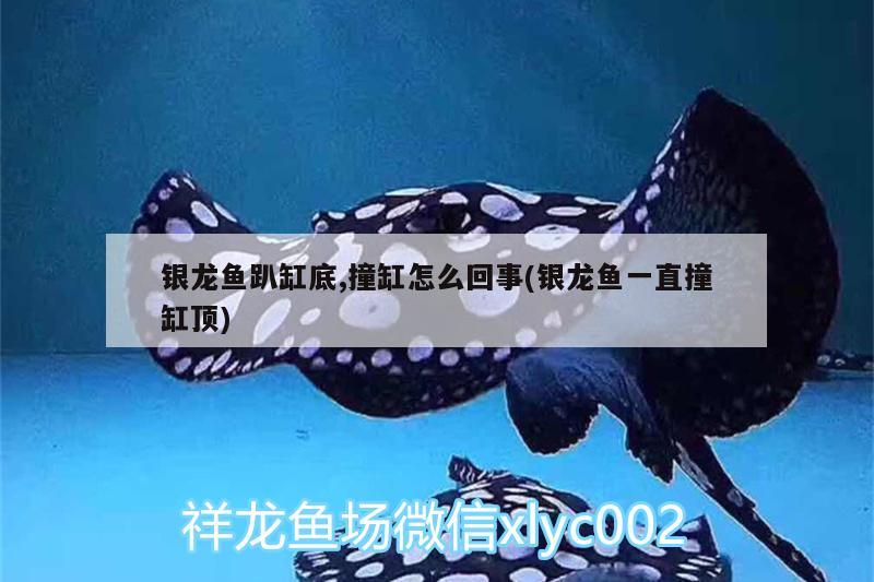 銀龍魚(yú)趴缸底,撞缸怎么回事(銀龍魚(yú)一直撞缸頂)