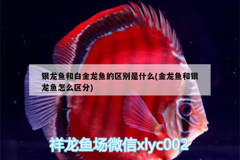 銀龍魚和白金龍魚的區(qū)別是什么(金龍魚和銀龍魚怎么區(qū)分) 銀龍魚