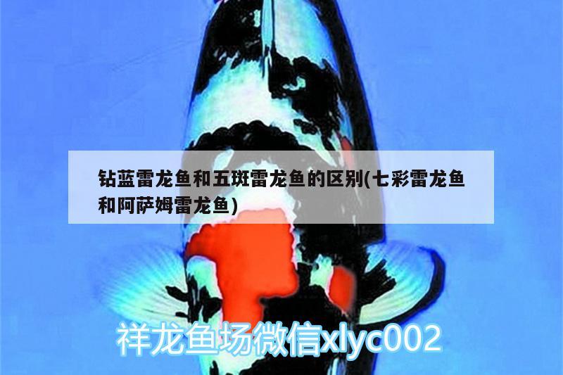 鉆藍雷龍魚和五斑雷龍魚的區(qū)別(七彩雷龍魚和阿薩姆雷龍魚)