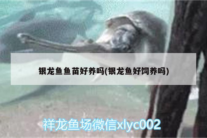 銀龍魚魚苗好養(yǎng)嗎(銀龍魚好飼養(yǎng)嗎) 銀龍魚