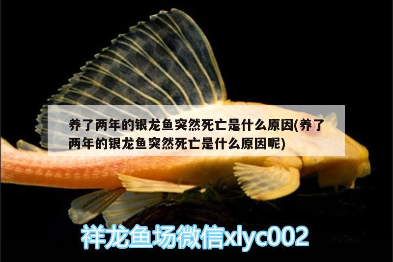 養(yǎng)了兩年的銀龍魚突然死亡是什么原因(養(yǎng)了兩年的銀龍魚突然死亡是什么原因呢)