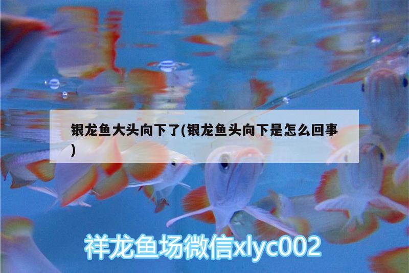 銀龍魚大頭向下了(銀龍魚頭向下是怎么回事) 銀龍魚百科