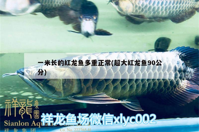 一米長的紅龍魚多重正常(超大紅龍魚90公分)