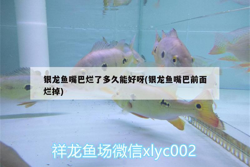 銀龍魚嘴巴爛了多久能好呀(銀龍魚嘴巴前面爛掉) 銀龍魚