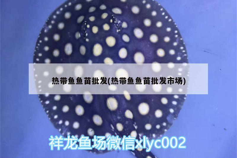 熱帶魚魚苗批發(fā)(熱帶魚魚苗批發(fā)市場(chǎng))