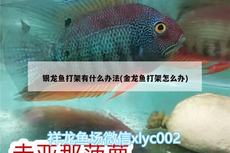 銀龍魚打架有什么辦法(金龍魚打架怎么辦)