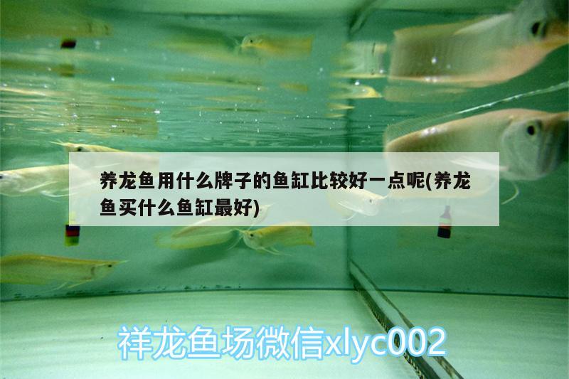 養(yǎng)龍魚用什么牌子的魚缸比較好一點(diǎn)呢(養(yǎng)龍魚買什么魚缸最好) 黃吉金龍（白子金龍魚）