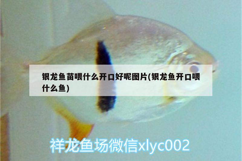 銀龍魚苗喂什么開口好呢圖片(銀龍魚開口喂什么魚) 銀龍魚